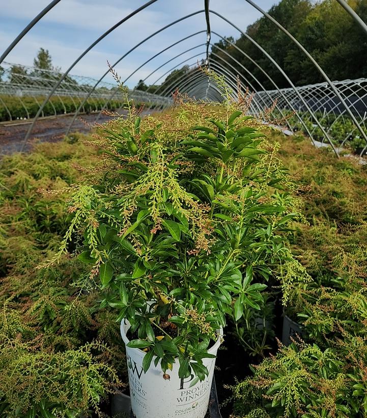 Pieris japonica Interstella®