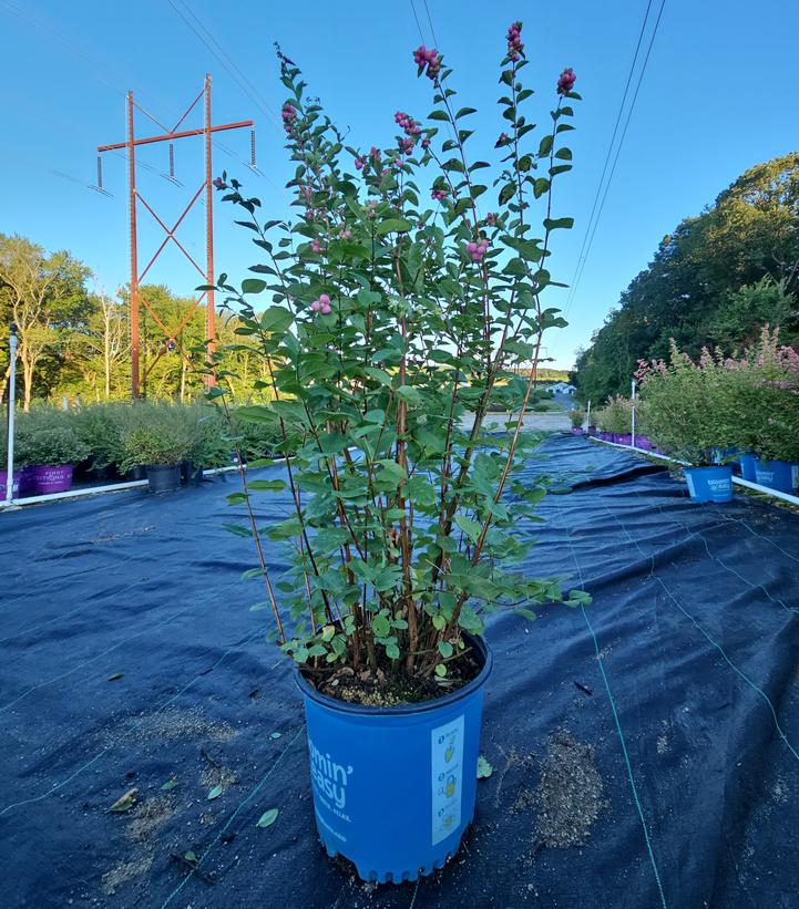 Symphoricarpos doornbosii Pinky Promise™