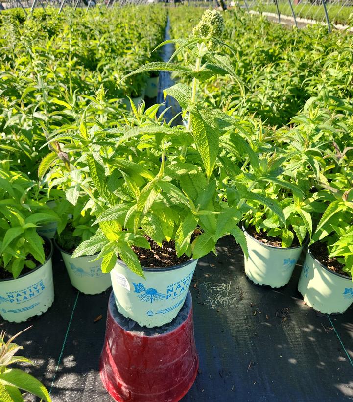Eupatorium perfoliatum 