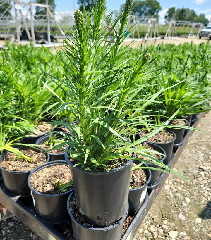 Liatris spicata 
