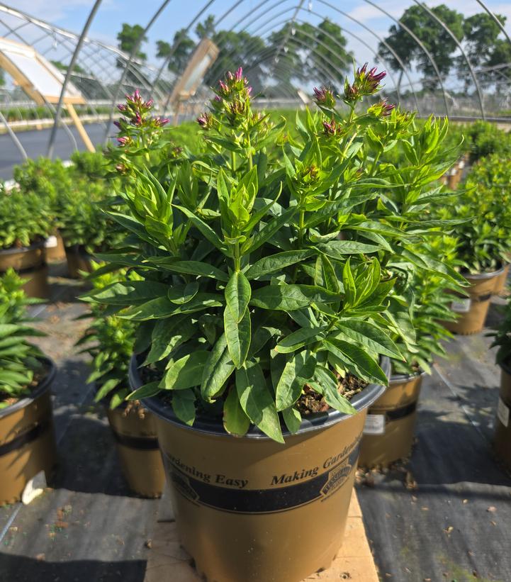 Phlox Volcano® Lipstick