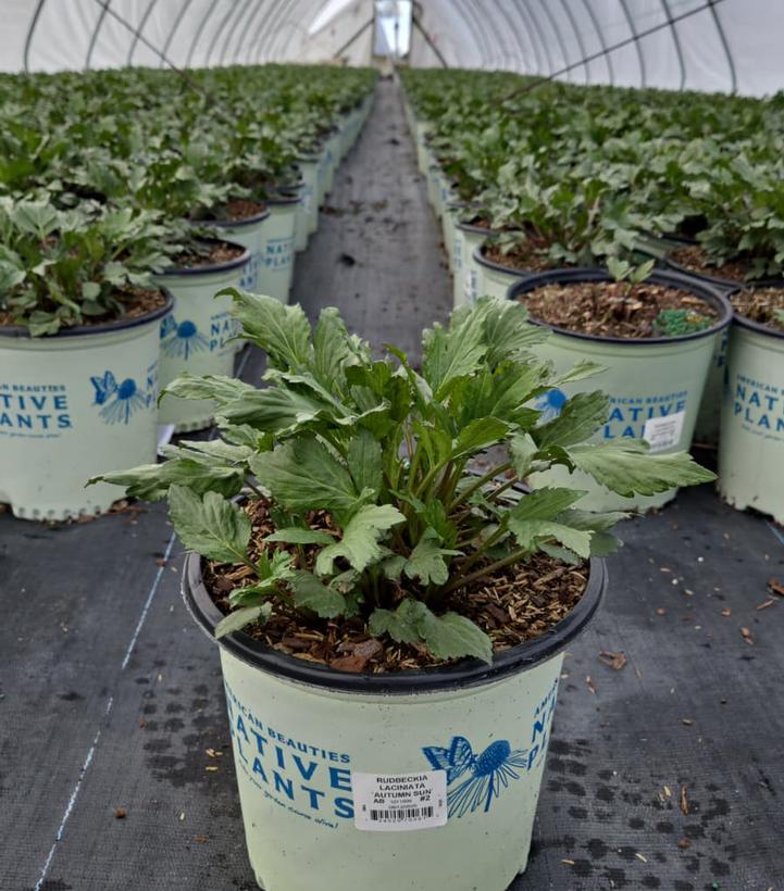 Rudbeckia lacinata 'Autumn Sun'