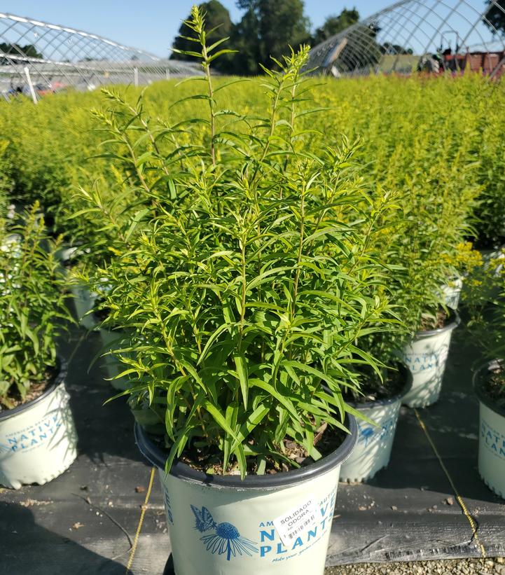 Solidago odora 