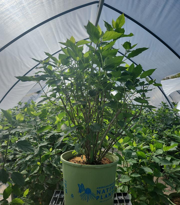 Hydrangea arborescens Pinky Pollen Ring™