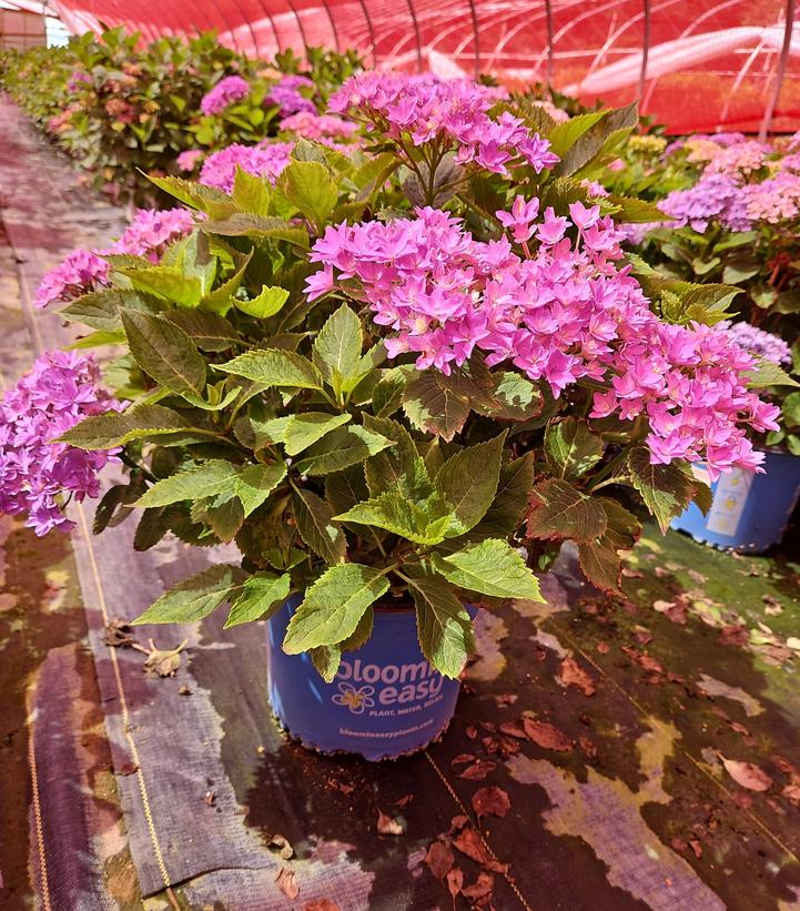 Hydrangea macrophylla Starfield™
