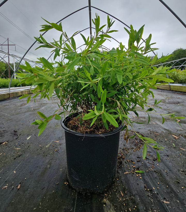 Hypericum kalmianum Cobalt-n-Gold™