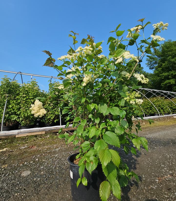 Viburnum dentatum Red Feather®