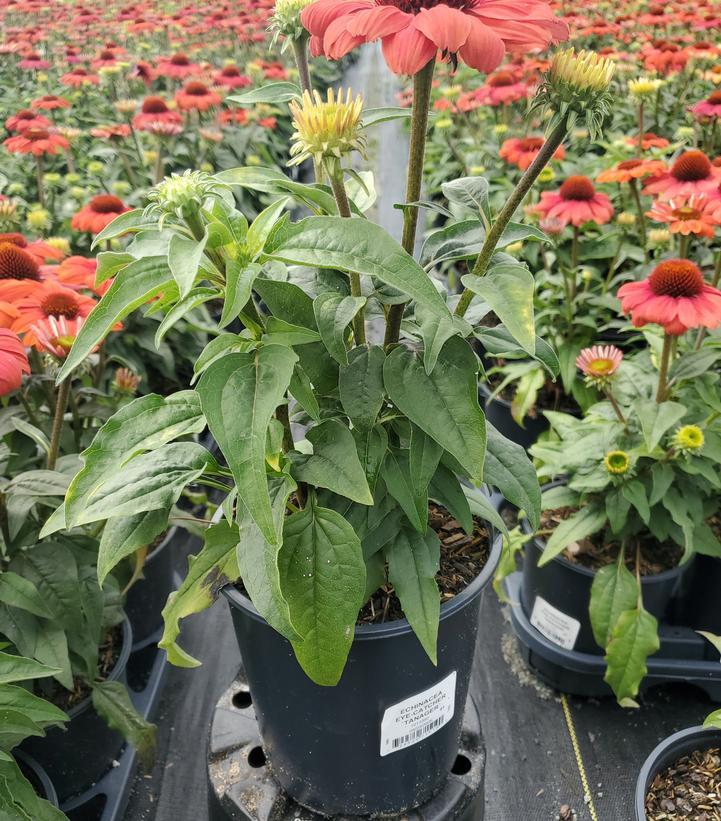 Echinacea purpurea Eye-Catcher™ Tanager