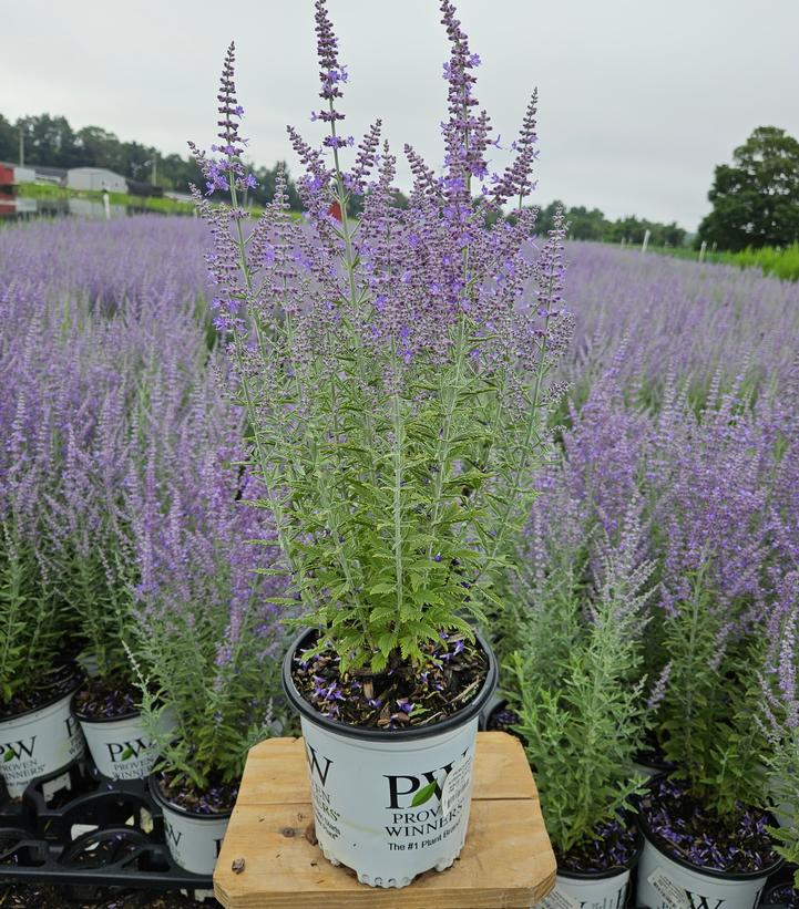 Perovskia atriplicifolia 'Sage Advice'
