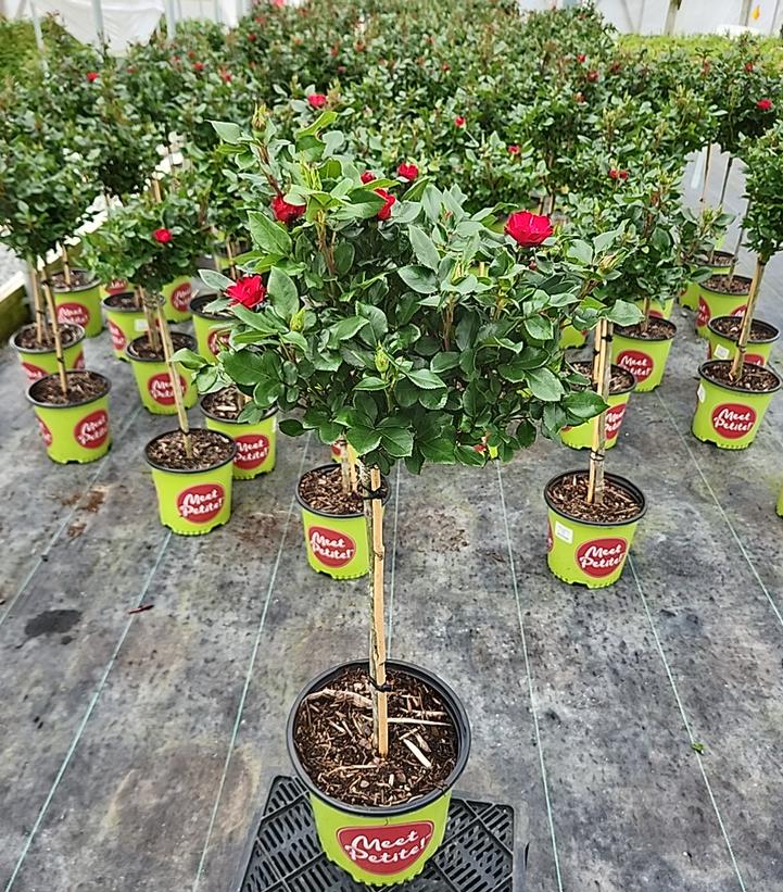 Rosa Petite Knock Out®