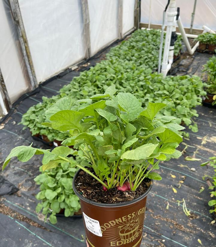 Radish 'Crunchy King'