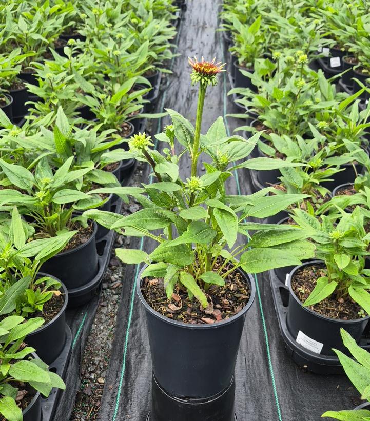 Echinacea x Sombrero® Fiesta Orange