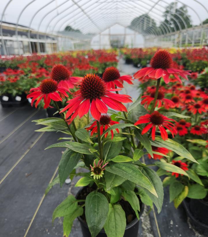 Echinacea x Sombrero® Sangrita