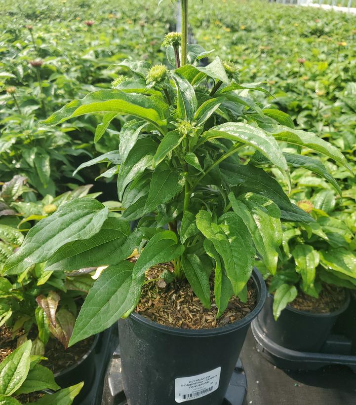 Echinacea x Sombrero® Tango Tangerine
