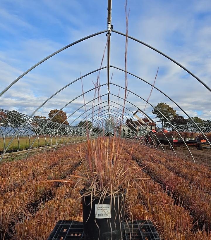 Schizachyrium scoparium 