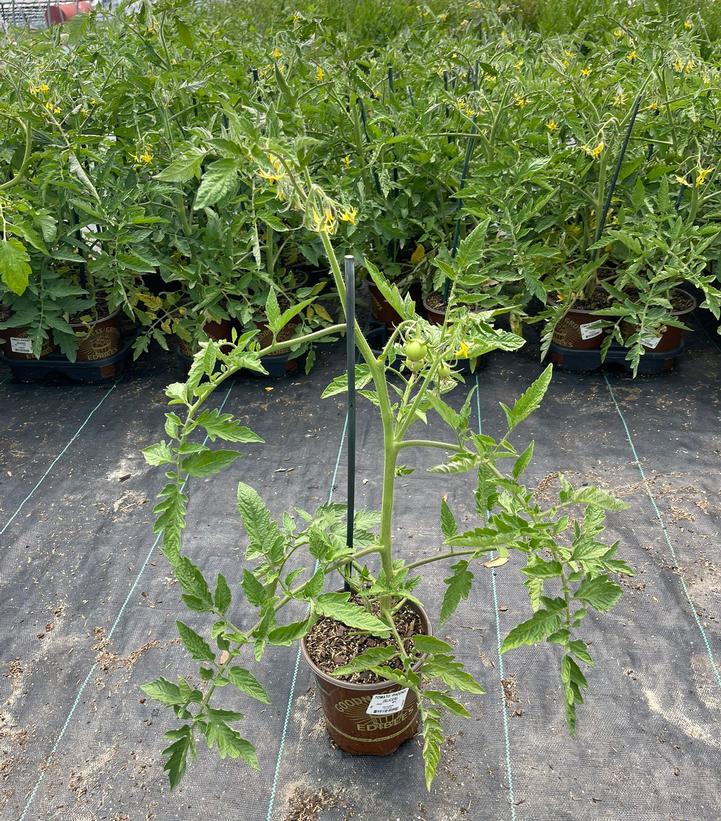 Tomato 'Phoenix'