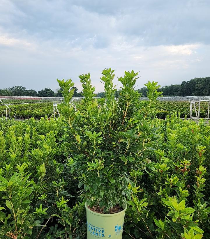 Azalea atlanticum 