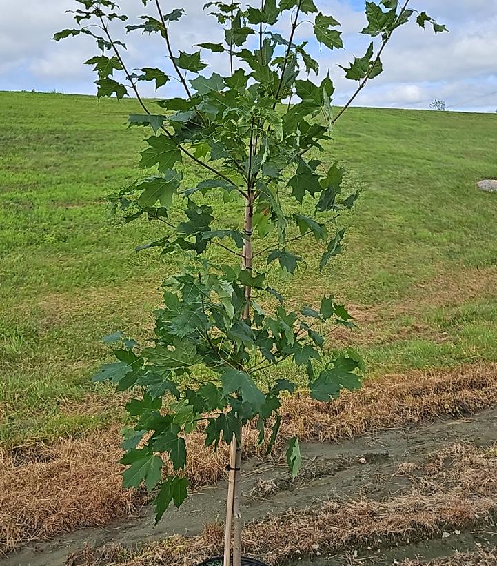Acer saccharum 'Super Sweet'