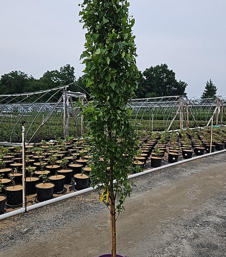 Betula platyphylla Parkland Pillar®