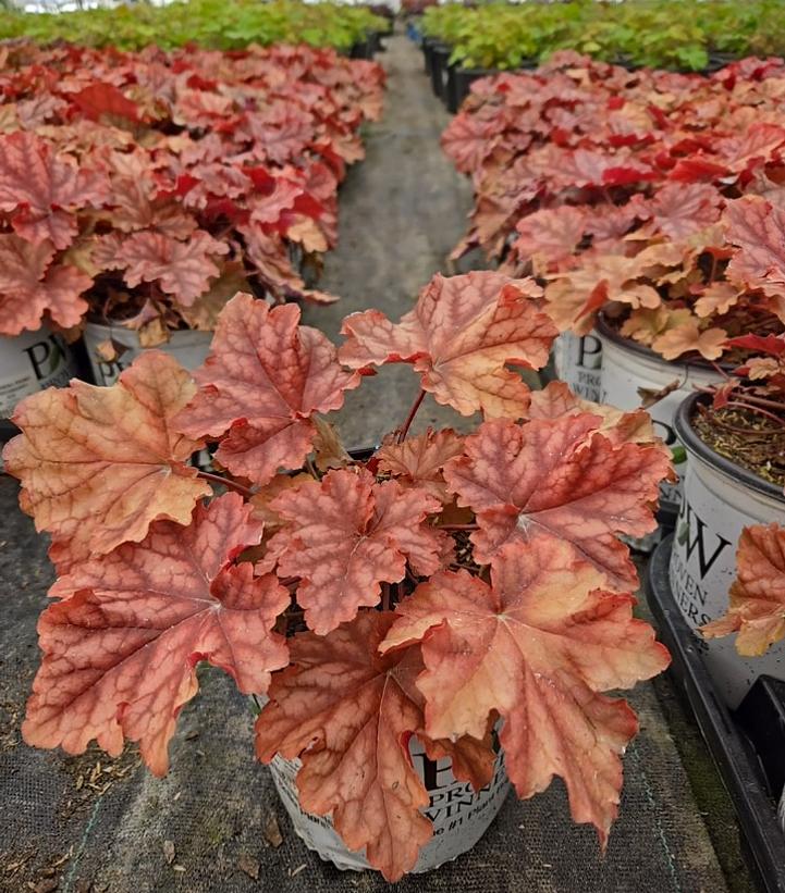 Heuchera hybrid Primo™ 'Peachberry Ice'