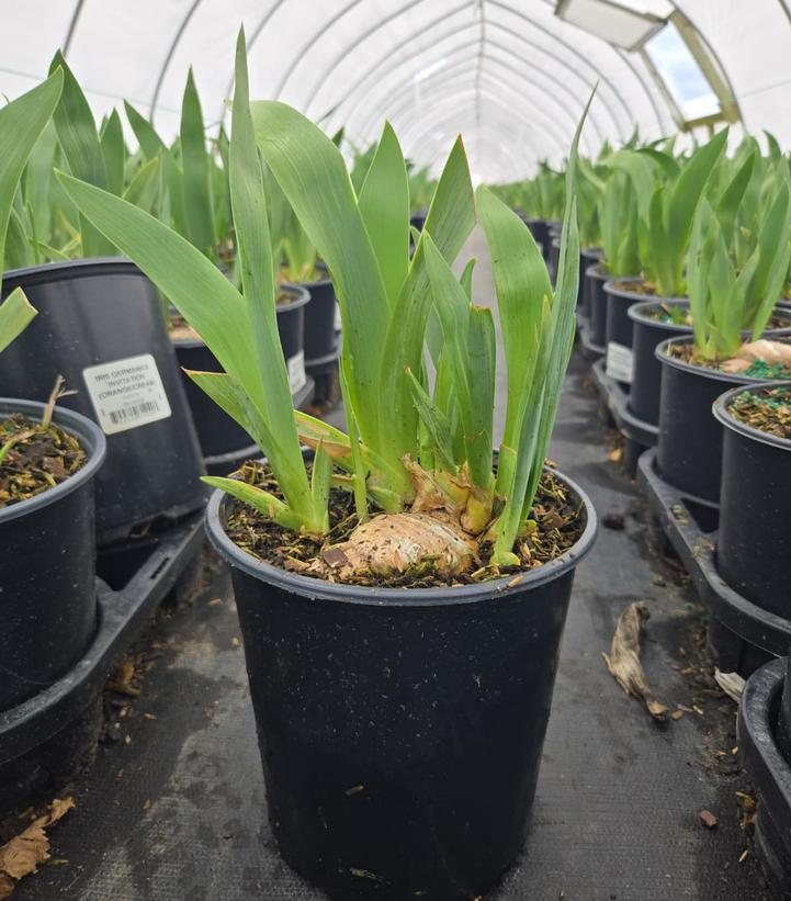 Iris germanica 'Invitation'