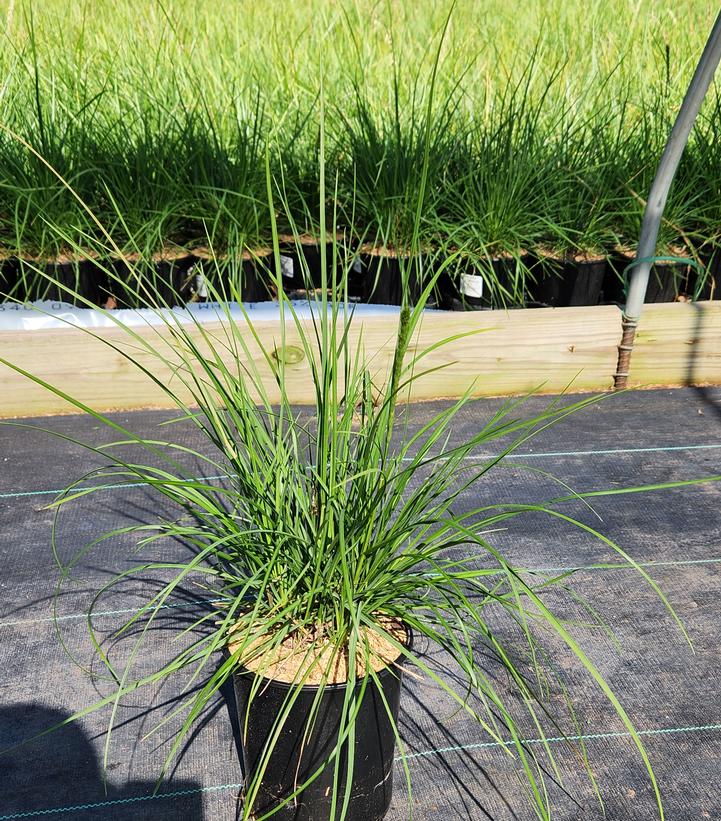 Sesleria autumnalis 