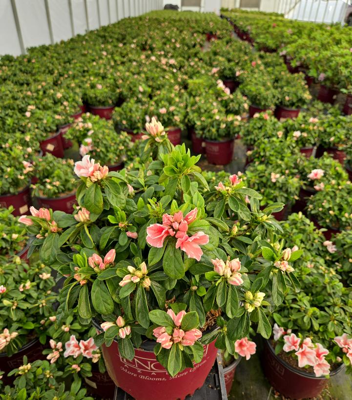Azalea x Encore® Autumn Starburst®