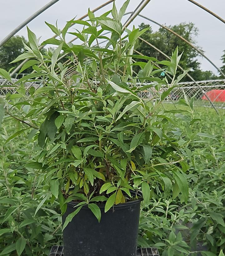 Buddleia davidii 'Pink Cascade'
