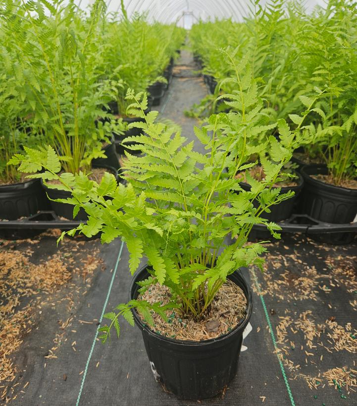 Dryopteris marginalis 