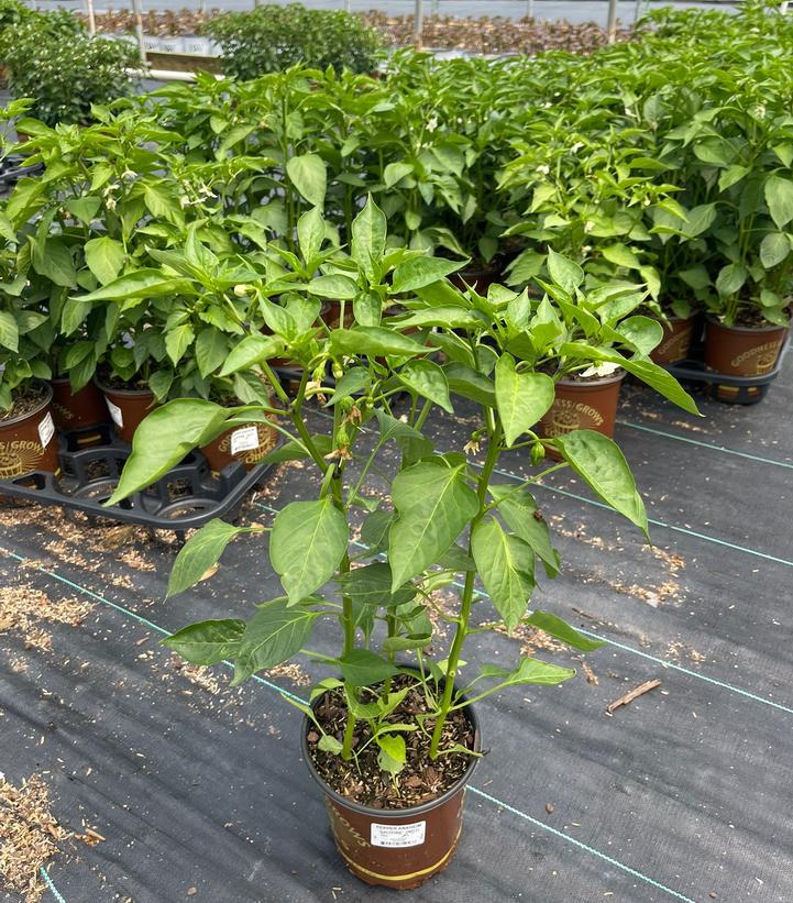 Pepper hybrid Spitfire