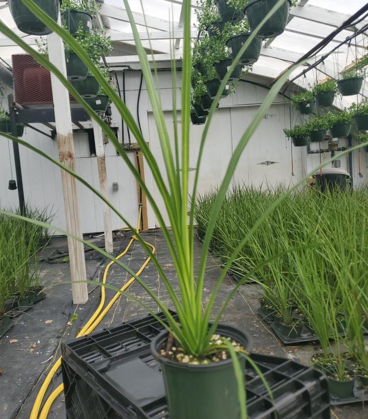 Dracena 