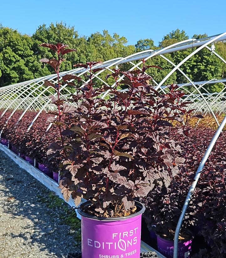 Physocarpus opulifolius Fireside®