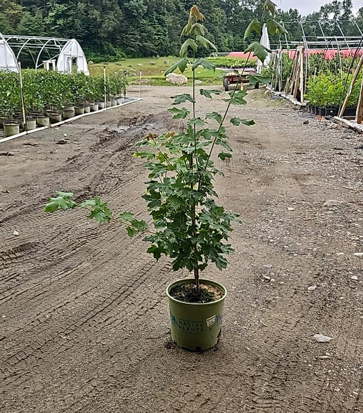 Acer saccharum 