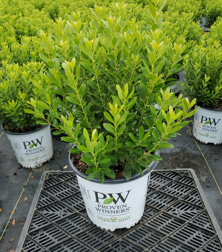 Ilex glabra Strongbox®