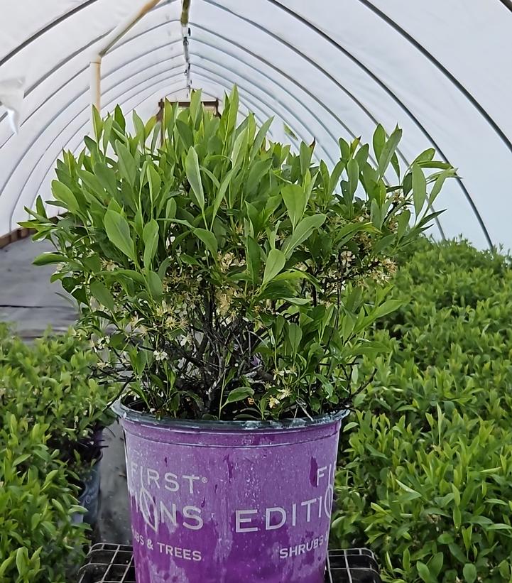 Prunus pumila 'Jade Parade'