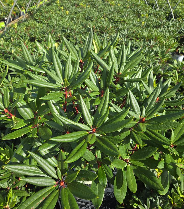 Rhododendron x Dandy Man Color Wheel®