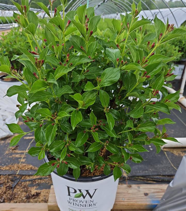 Weigela florida Sonic Bloom® Pure Pink