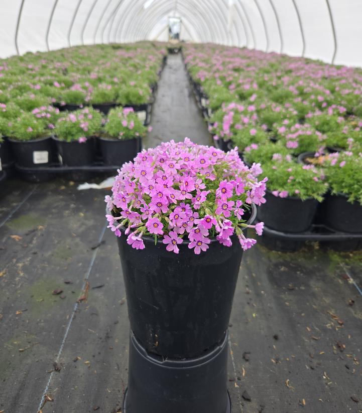 Phlox subulata 'Eye Shadow'