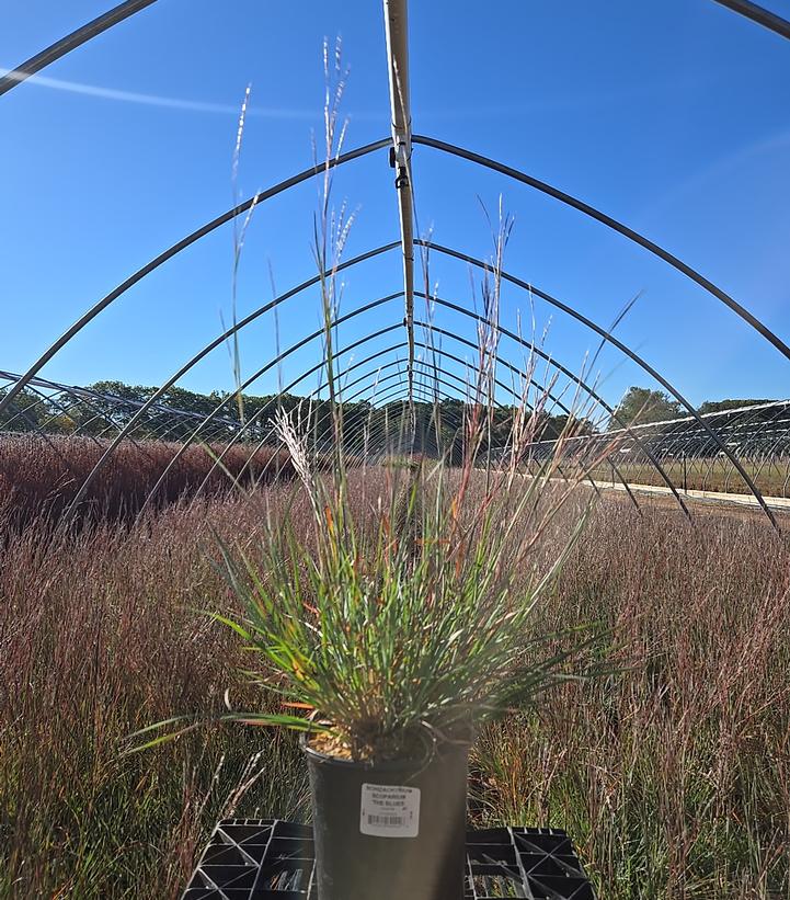 Schizachyrium scoparium The Blues