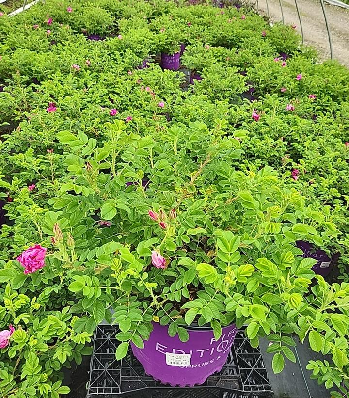 Rosa rugosa Lotty's Love™