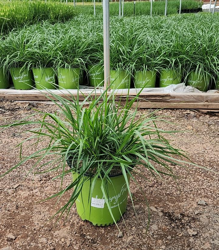 Pennisetum alopecuroides Cayenne™