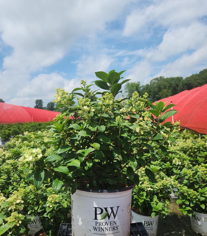 Hydrangea paniculata Quick Fire Fab®