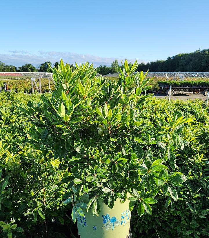 Azalea arborescens 