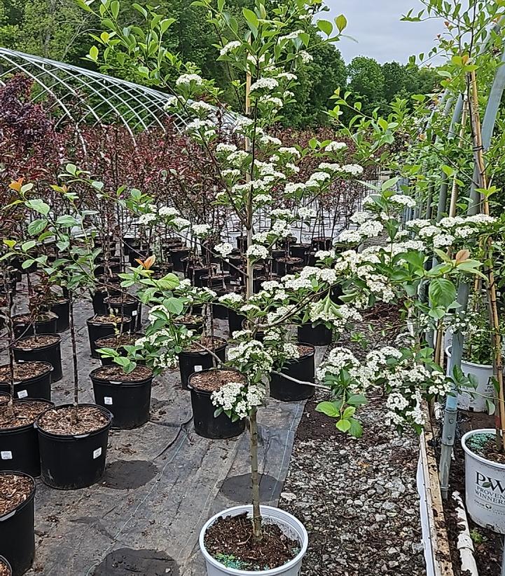 Crataegus crus-galli var. inermis Crusader®