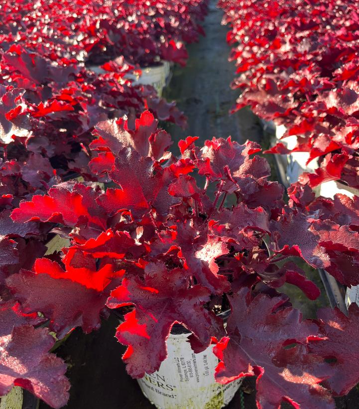 Heuchera hybrid Dolce® Dolce® 'Cherry Truffles'
