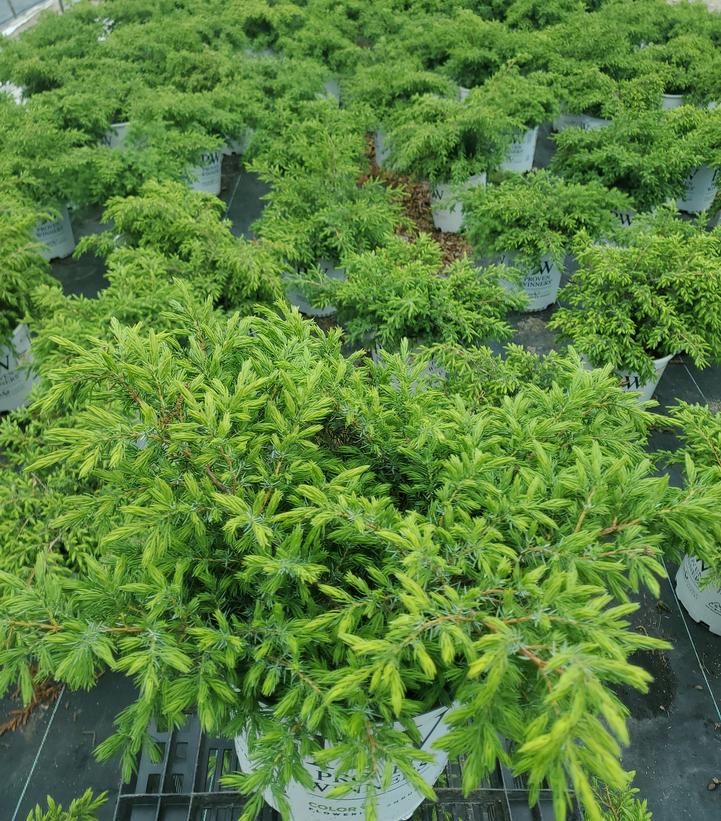Juniperus communis Tortuga®