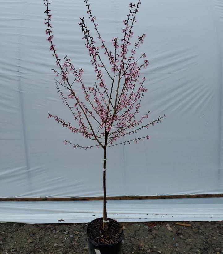 Prunus yedoensis 'Okame'