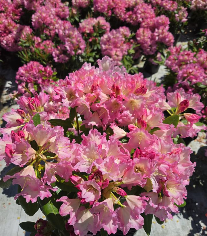 Rhododendron 'Hoopla'