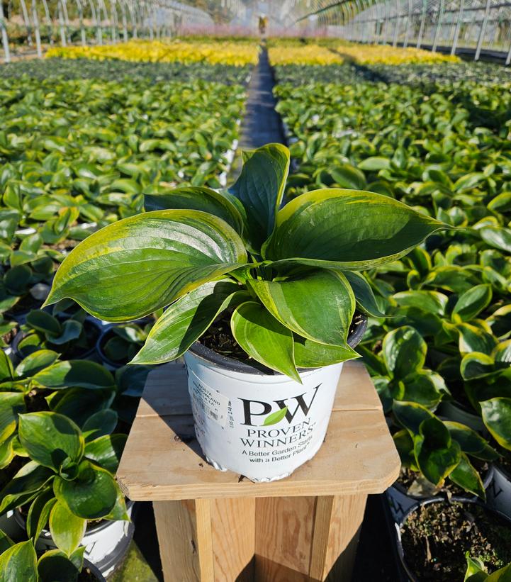 Hosta x Shadowland® Shadowland® 'Wu-La-La'