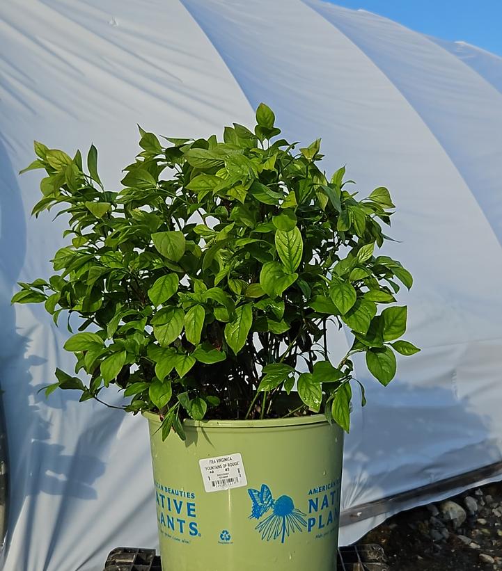 Itea virginica Fountains of Rouge™
